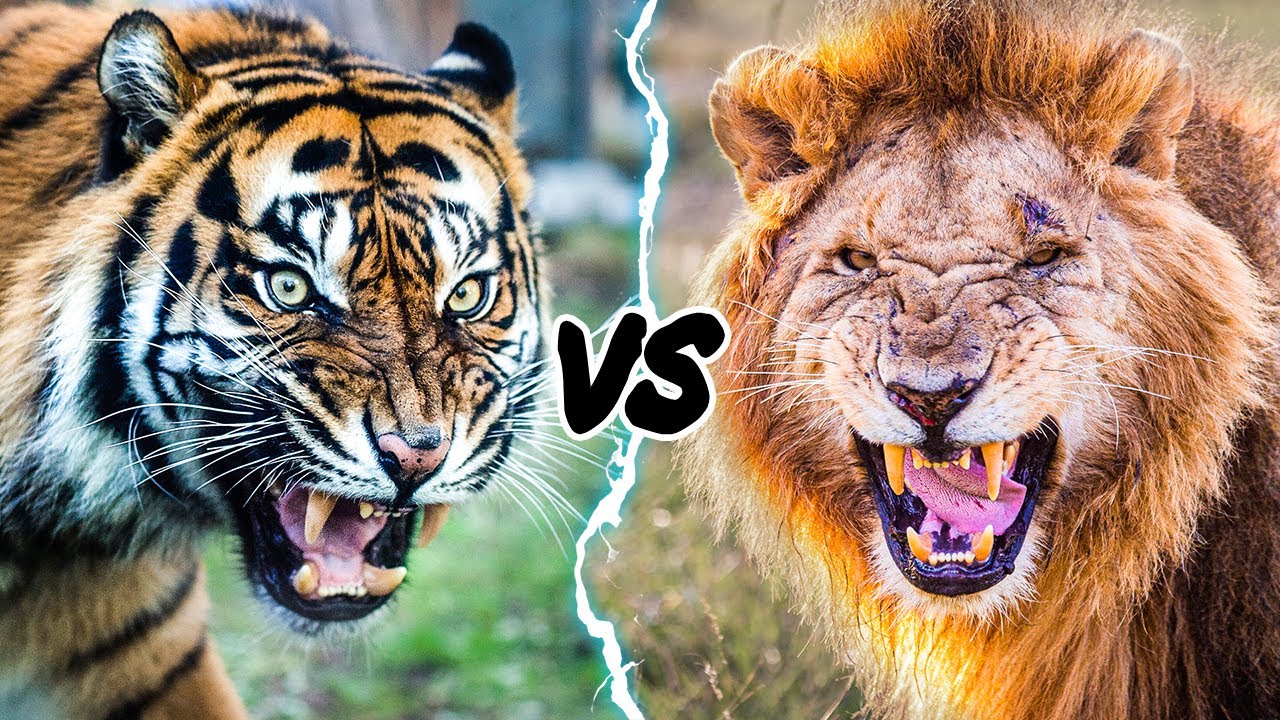 Clash of Titans: Lion vs. Tiger – Deciphering the Ultimate Carnivore Conundrum